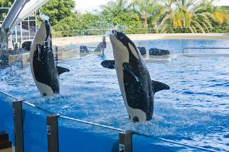 逆戟鲸鲸 orcinus orca 显示 loro 公园特内里费岛嫩黄群岛