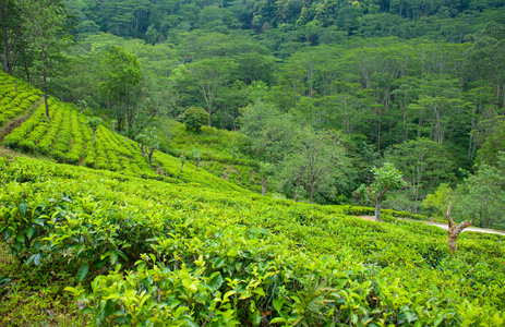 茶叶种植园景观