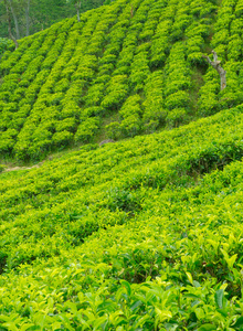 茶叶种植园景观