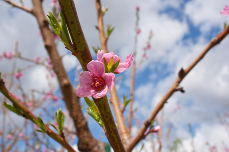 桃花树