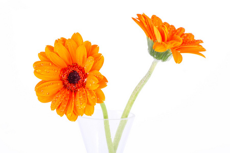 两个橙色雏菊