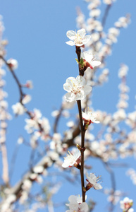 开花杏