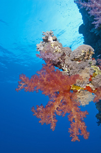 热带珊瑚礁墙上的软珊瑚
