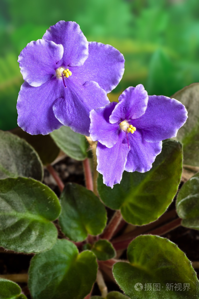 非洲紫罗兰非洲花