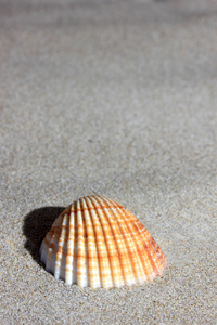 在沙滩上的贝壳