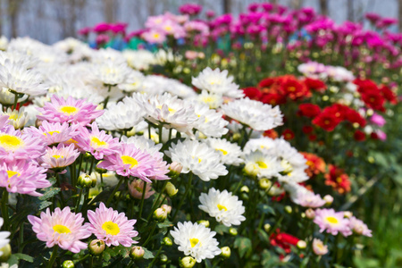 五颜六色的菊花