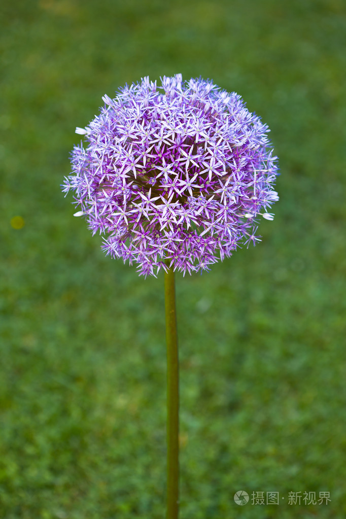紫色alium洋葱花