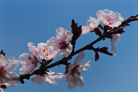 苹果花