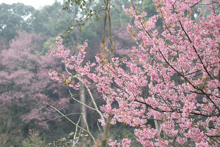 樱花盛开