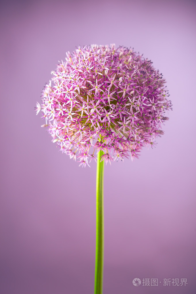 紫色alium洋葱花