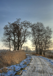 在森林景观 hdr 照片