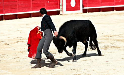 Bullfighting in the nmes arena