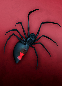 红色背景上的黑寡妇蜘蛛