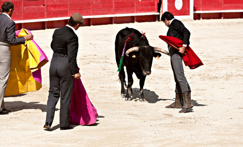 Bullfighting in the nmes arena