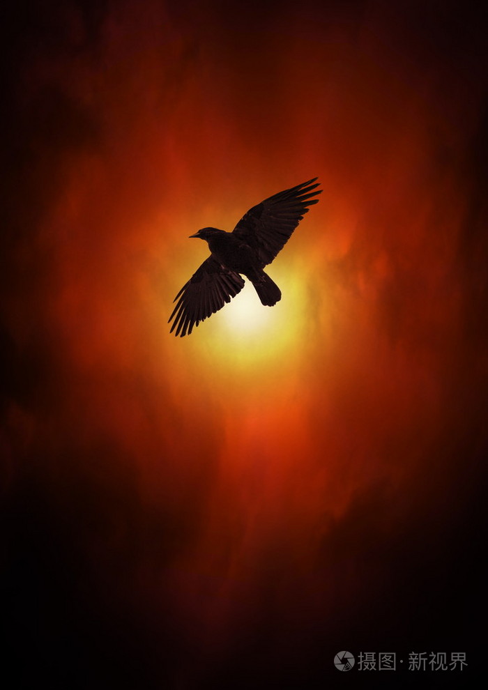 乌鸦或乌鸦在天空中