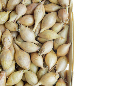 种子洋葱洋葱种子照片