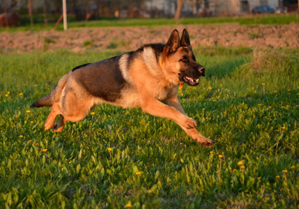 德国牧羊犬