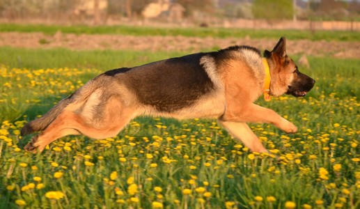 德国牧羊犬