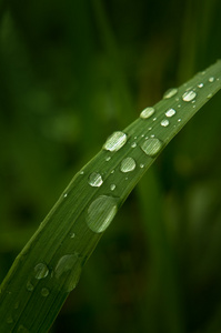 绿草与雨点