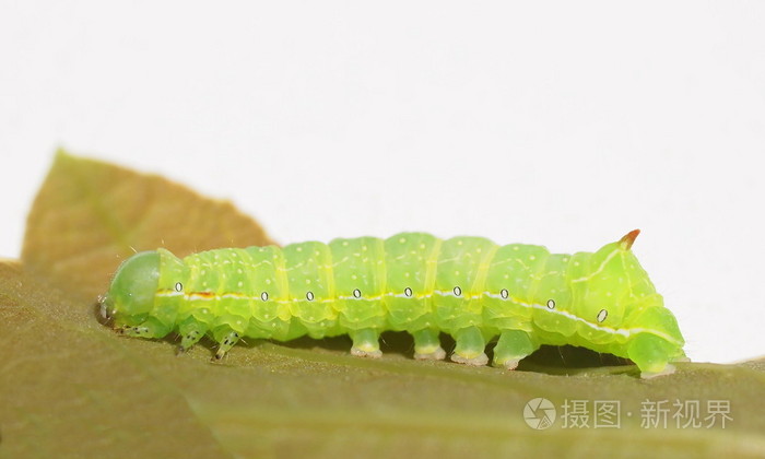 孤立在白色背景上的绿色毛毛虫