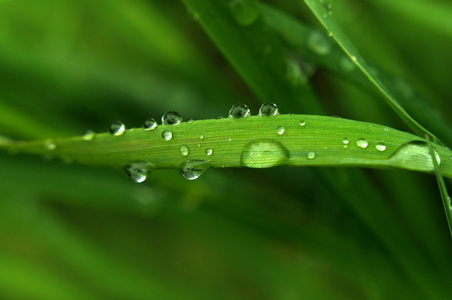 绿草与雨点