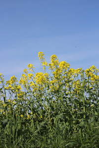 夏季黄色双低油菜籽字段