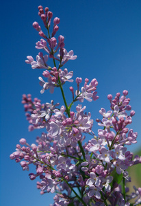 丁香花