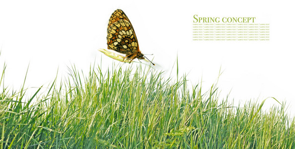 白色背景的蝴蝶和春天植物