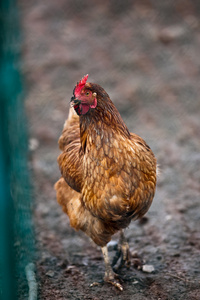 一只母鸡在农场的特写镜头加勒斯加勒斯卡洛斯卡罗斯