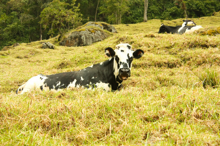 母牛。哥伦比亚谷