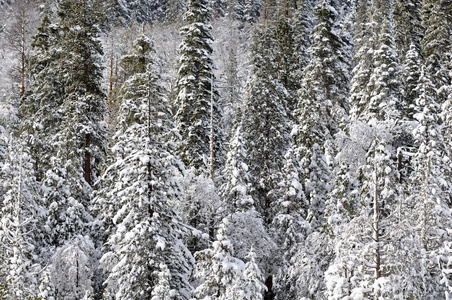 大雪覆盖的树木背景