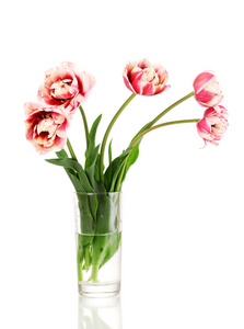 孤立在白色的花瓶里的美丽郁金香
