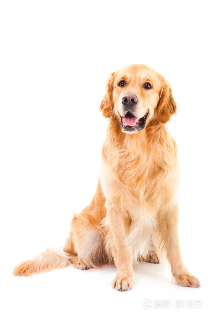 金毛狗坐在孤立白