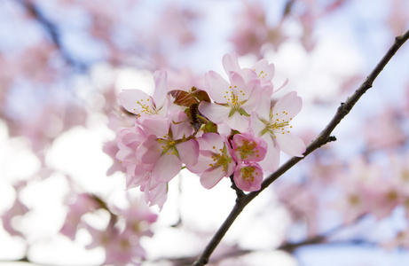 梅花樱花支行