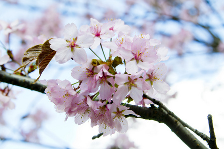 梅花樱花支行