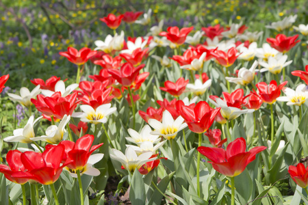 红白色郁金香花园里