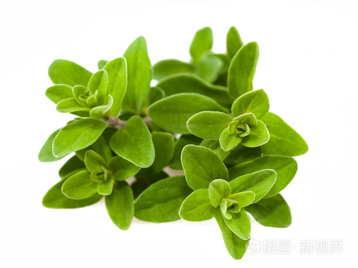 牛至majorana照片-正版商用图片19hw4u-摄图新视界