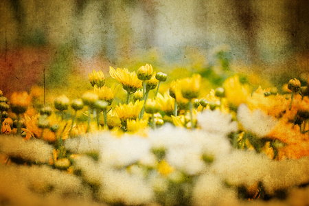 美丽黄色菊花