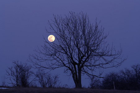 孤独的树和月亮图片