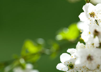 美丽的白色鲜花
