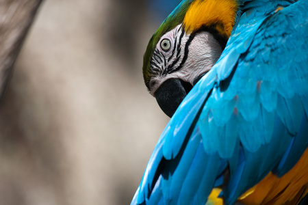 蓝色和黄色鹦鹉栖息在一棵树上