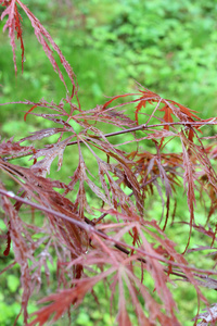 湿的叶 植物 绿色 雨 滴 花 树 自然 景观 秸秆 植物区系 夏天