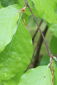 湿的叶 植物 绿色 雨 滴 花 树 自然 景观 秸秆 植物区系 夏天