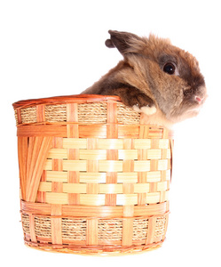 小兔子在篮子里孤立