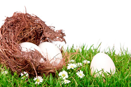 鸡蛋在新鲜春天绿色草地上的巢