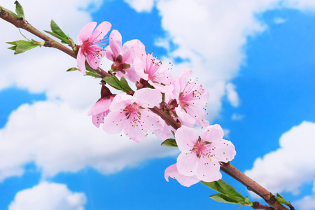 蓝蓝的天空背景上的美丽粉红色的桃花
