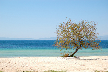 在豪华的酒店，thassos 岛，希腊海滩上树