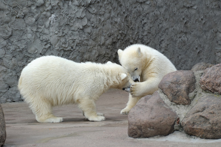 两个小小北极熊玩