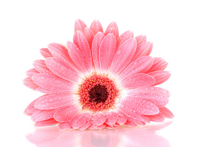 滴在白色孤立美丽粉色非洲菊