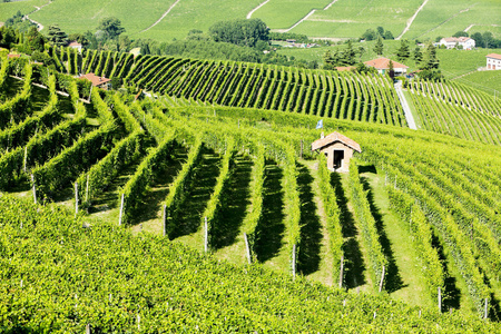vineyars 附近巴罗洛葡萄酒，意大利，皮埃蒙特